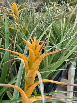 Tillandsia capitata (yellow form) — Vintage Green Farms with Tom